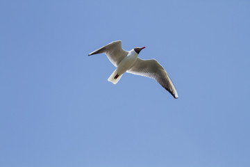 Fototapeta na wymiar Gull flying over blue sky
