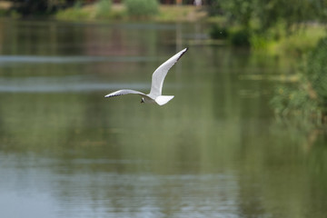 Gull flying over blue sea water