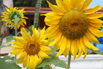 Naklejka premium girassol