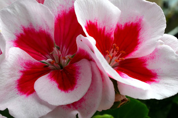 Wiosenne kwiaty © Pio Si