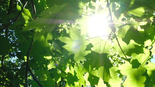Camera moves along the leaves, sunlight makes its way through the leaves in the forest. The morning rays shine between the maple