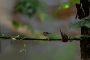 Stunt ​bird.Common tailor bird standing  on a single rope,natural blurred background.