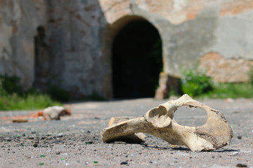 horse skull in castle ruins