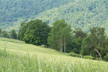 Wald- und wiesenlandschaft am edersee