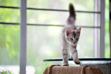 A silver cat walking in a house blurry background by green garden