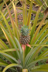 pineapple