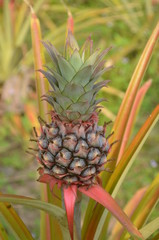 pineapple