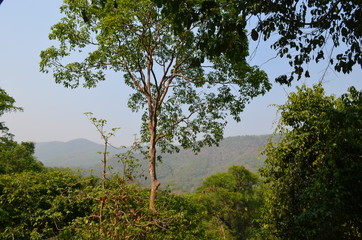 forest