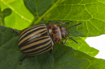 The Colorado potato beetle (Leptinotarsa decemlineata) -  pest of potatoes and tomatoes
