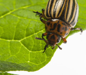 The Colorado potato beetle (Leptinotarsa decemlineata) -  pest of potatoes and tomatoes