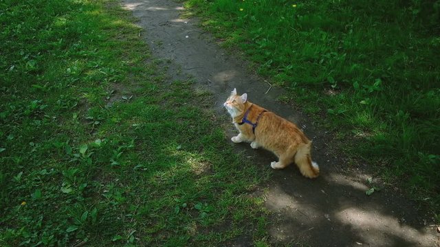 Red cat is watching a bird in the forest. Ginger pet hunts in the park, slow motion