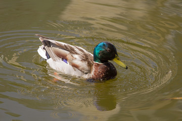 Male Mallard Duck Spreading Wings in Water