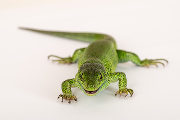 Live aggressive green lizard Lacerta trilineataon a white background. Shallow selective focus