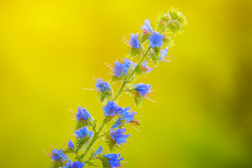 closeup blue prairie flower, natural background