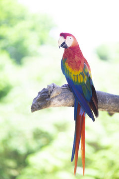 Beautiful Colorful Parrot Macaw tropical Bird
