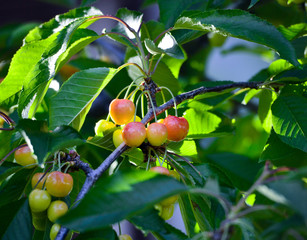 ripening cherries on tre tree