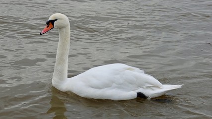 Fototapeta premium Weißer Schwan, Schwanfamilie mit Jungen