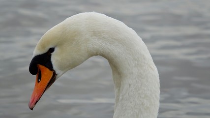 Weißer Schwan, Schwanfamilie mit Jungen