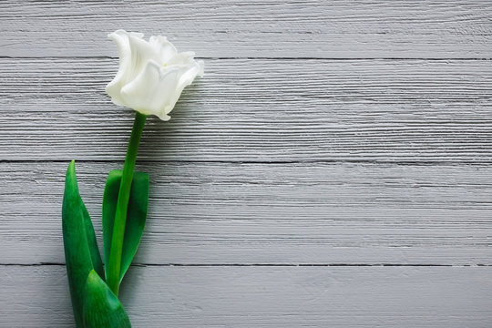 Single White Tulip on Grey Table