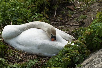 Cygne Assoupi.