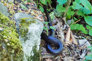 Giant black grass snake hidden under rock