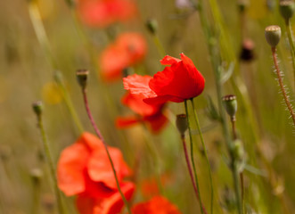 coquelicots dans le vent