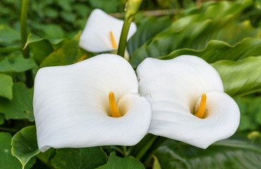 Fototapeta na wymiar Arum lily - Zantedeschia aethiopica. Madeira Island, Portugal.
