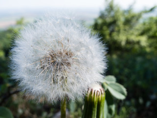 Beautiful shot of soft snowy white dandelion