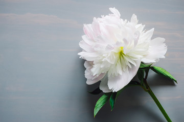 White Peony Flower on Blue Table