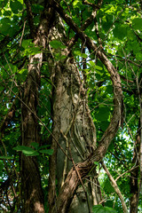 Low Angle on Vine Ridden Jungle Tree