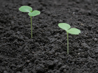 Growing seedlings.