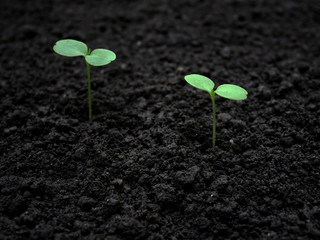 Growing seedlings.