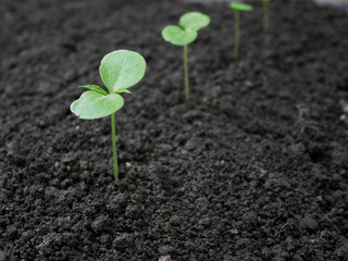 Growing seedlings.