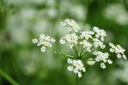 compound umbel of a caraway