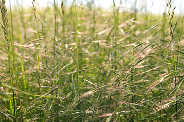 brome grass in bright sunlight