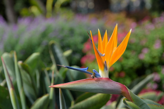 Paradise Flower (Strelitzia), one of the most representive in Madeira Island. Portugal.