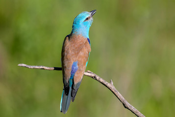 European Roller sits on a branch on a blurred green background and sings during the mating season....