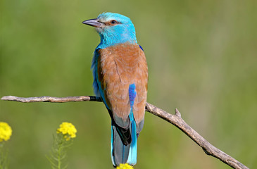 European Roller sits on a branch on a blurred green background and sings during the mating season. Close-up and unusual foreshortening photo