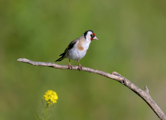Fototapeta premium Close-up photo of european goldfinch sits on a branch isolated on green background