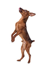 Miniature Pinscher Dog Jumping On A White Background