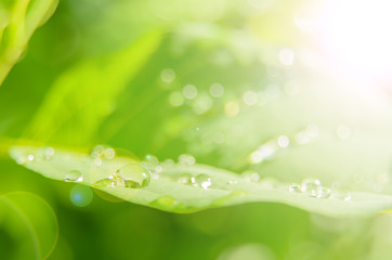 Rain drop on green leaves