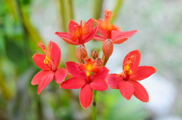 Red ground orchid flower