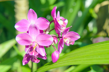Obraz na płótnie Canvas Ground orchid flower