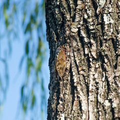 Cicadas bug