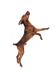 Naklejka premium Miniature Pinscher Dog Jumping On A White Background