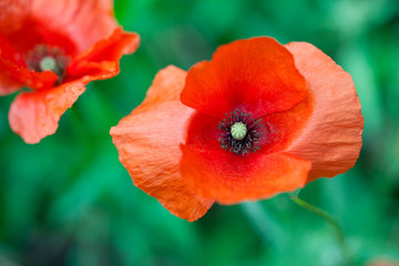 Obraz premium COQUELICOTS