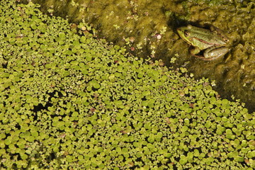 Лягушка сидит на бревне на фоне ряски