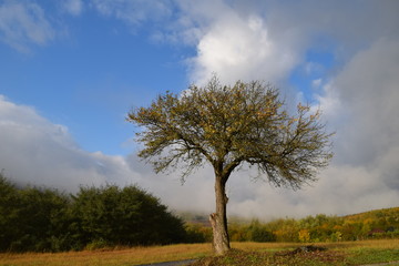 Fototapeta na wymiar Tree,alone,sky,clouds,landscape