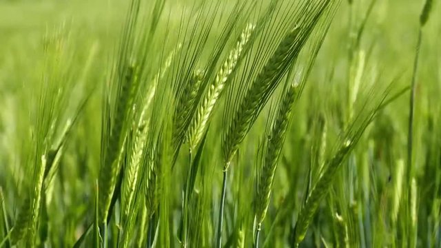barley fields, barley ears swinging with the wind,

