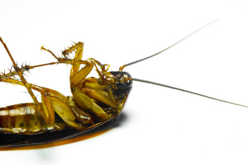 Cockroaches are dying